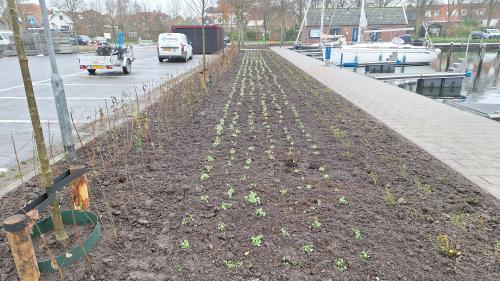 Aanplant groenstrook